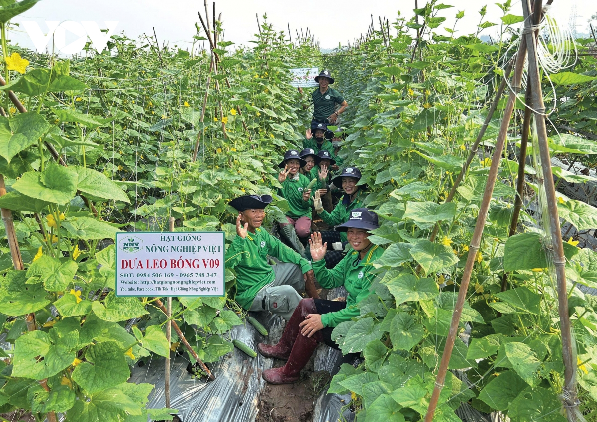 Mùa nước nổi rau màu tăng giá, nông dân Đồng Tháp phấn khởi